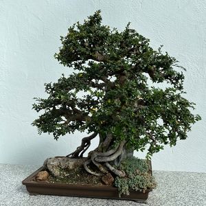 Meet your Posher, Nieamiah